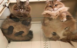 APARTAMENT NOICE CU CHIRIASI LA PACHET - Poză 1