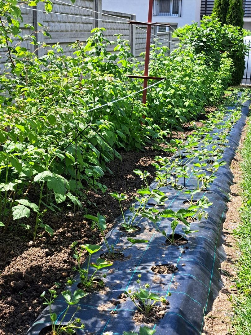 Casa de Vanzare | Individuala | 5 Camere |  184 MPU | Sura Mare - Poză 15