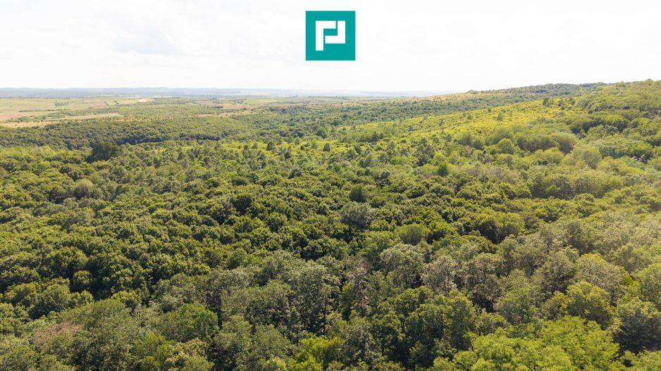 TEREN AGRICOL EXTRAVILAN  22.900 MP LIPOVA - Poză 3