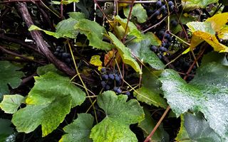 Casă complet renovată, pentru locuință sau pensiune turistică! - Poză 21