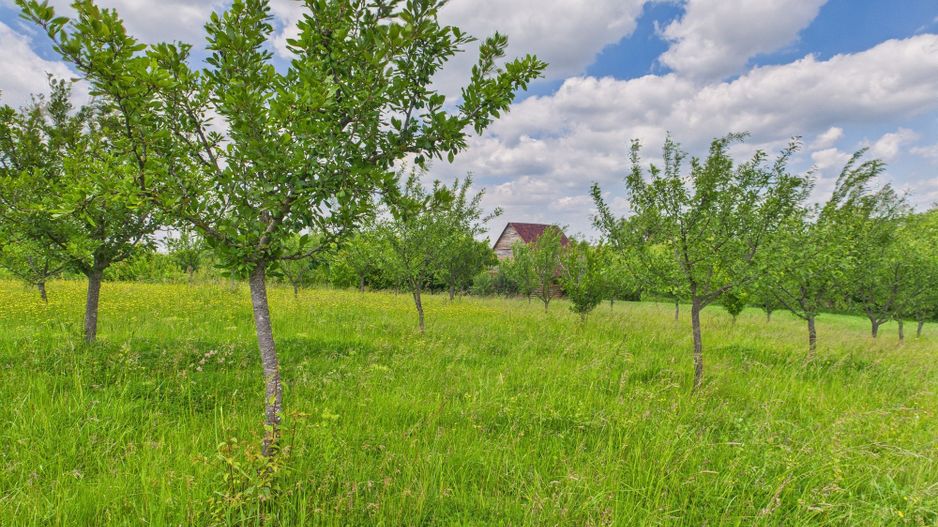 Teren cu baltă- oportunități multiple la Fibiș - Poză 36