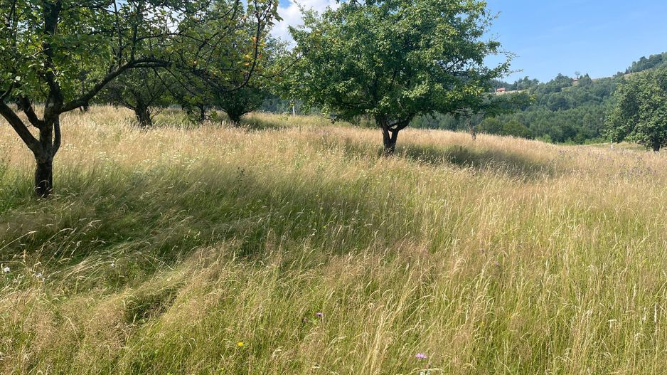 Teren intravilan I Loc deosebit, inconjurat de padure I Vladeasa - Poză 4