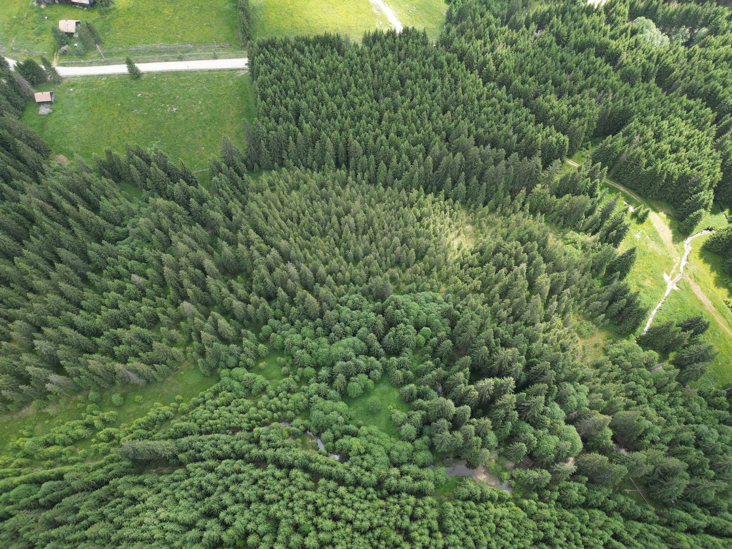 Teren extravilan 5000 MP Comandau - Poză 5