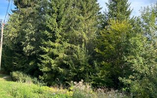 Teren generos de 8.267 mp în Predeal, Strada Nicolae Bălcescu. - Poză 5