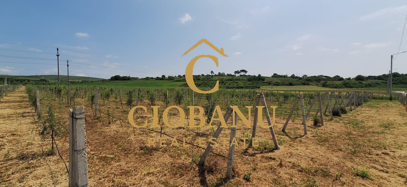 Teren intravilan cu PLANTATIE DE GOJII de vanzare in Racari - Poză 6