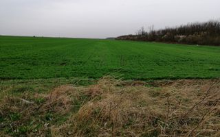 Teren extravilan localitatea Afumati - Poză 5