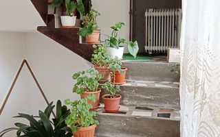 Casa si teren de 12000mp-Simon - Poză 17