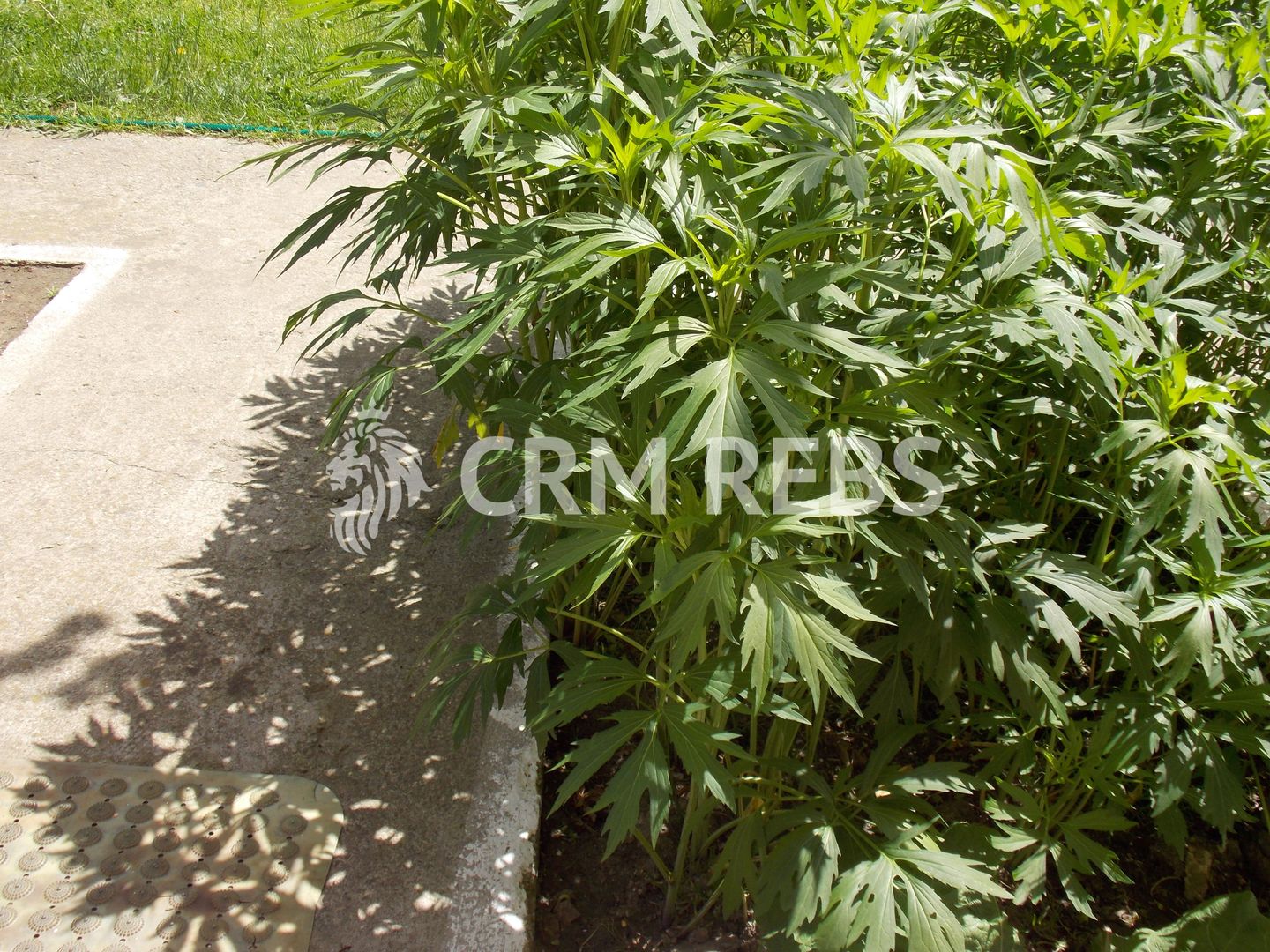 Teren în 1 Decembrie, judet Bucuresti Ilfov - Poză 6