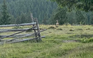 50 hectare teren | Moldova-Sulita | Potential turistic si agricol - Poză 15