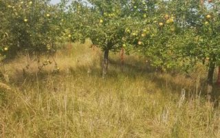 Teren la 35 km de Bucuresti - Izvorani - Ciolpani - Poză 16