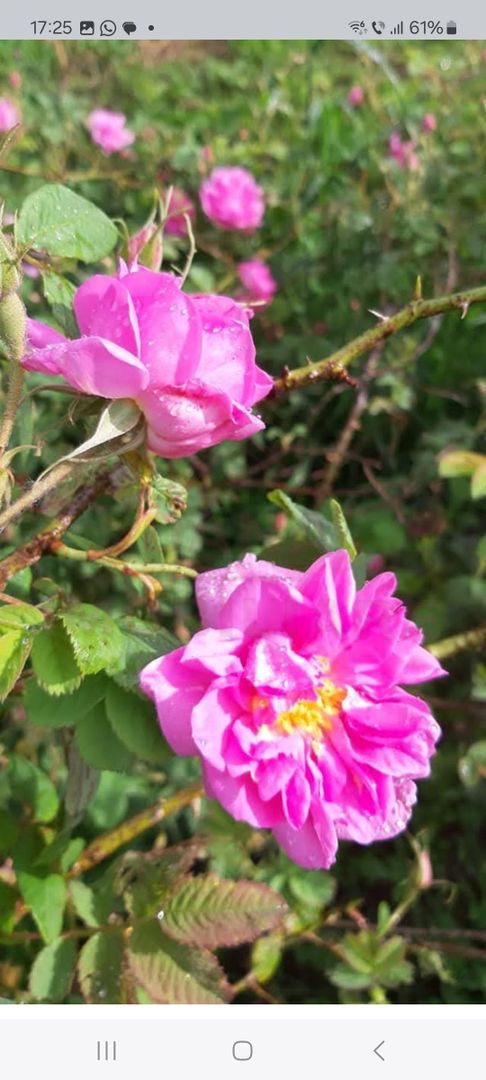 TEREN CU PLANTAȚIE DE TRANDAFIRI ,,ROSA DAMASCENA,\ \CARANSEBEȘ\JUD.CS - Poză 12