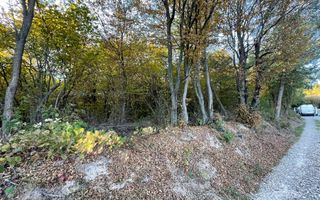 Teren Extravilan, Ciurila, Padurea Faget - Poză 2