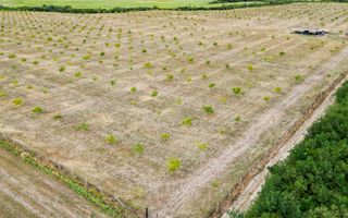 Livadă BIO de nuci de vânzare lângă Cermei - Poză 7