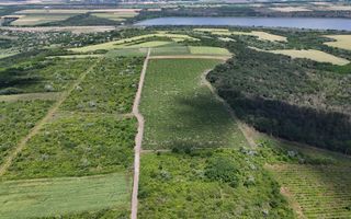 Plantație de viță-de-vie 5,7 ha  investiție cu recuperare rapidă - Poză 2