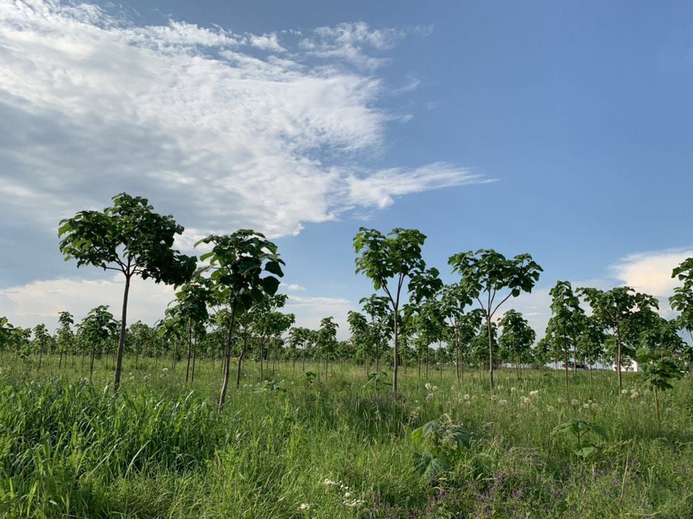 Loturi de teren pentru constructii de case in Paradise Valey - Poză 1