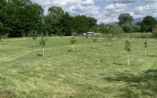 Hala Industrială | Teren 5000 mp | Marșa - Poză 4