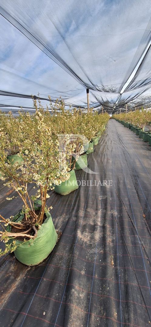 Afacere agricolă la cheie | Plantație afine | Solarii | 18.800 mp - Poză 4
