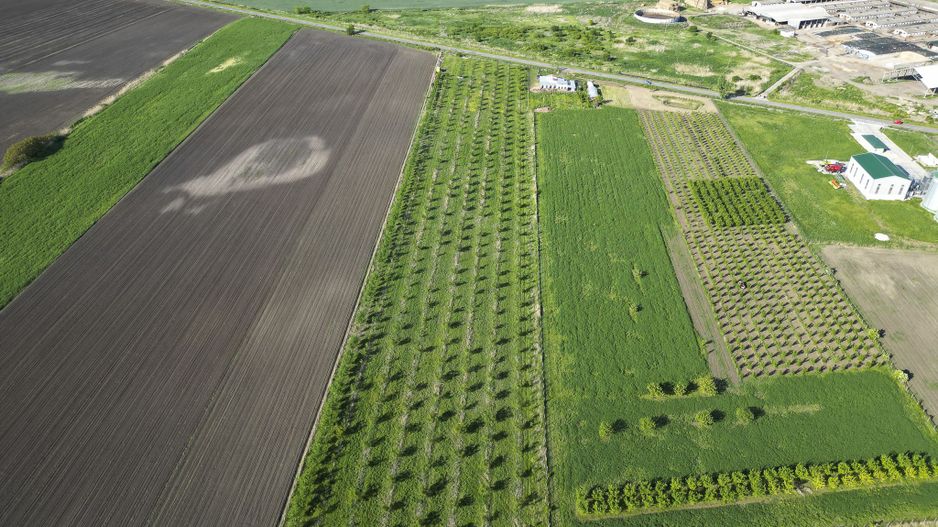 Livadă de nuci și pruni 2.4ha în Variașul Mare - Poză 18