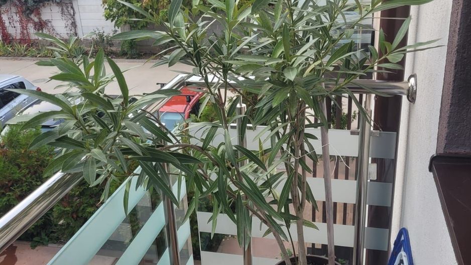 Casa 3 camere de vanzare Bragadiru - Poză 12