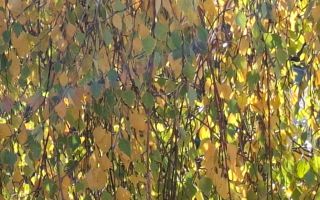 Casa cu mesteacan - DIRECT PROPRIETARI! - spectaculos toamna - Poză 8