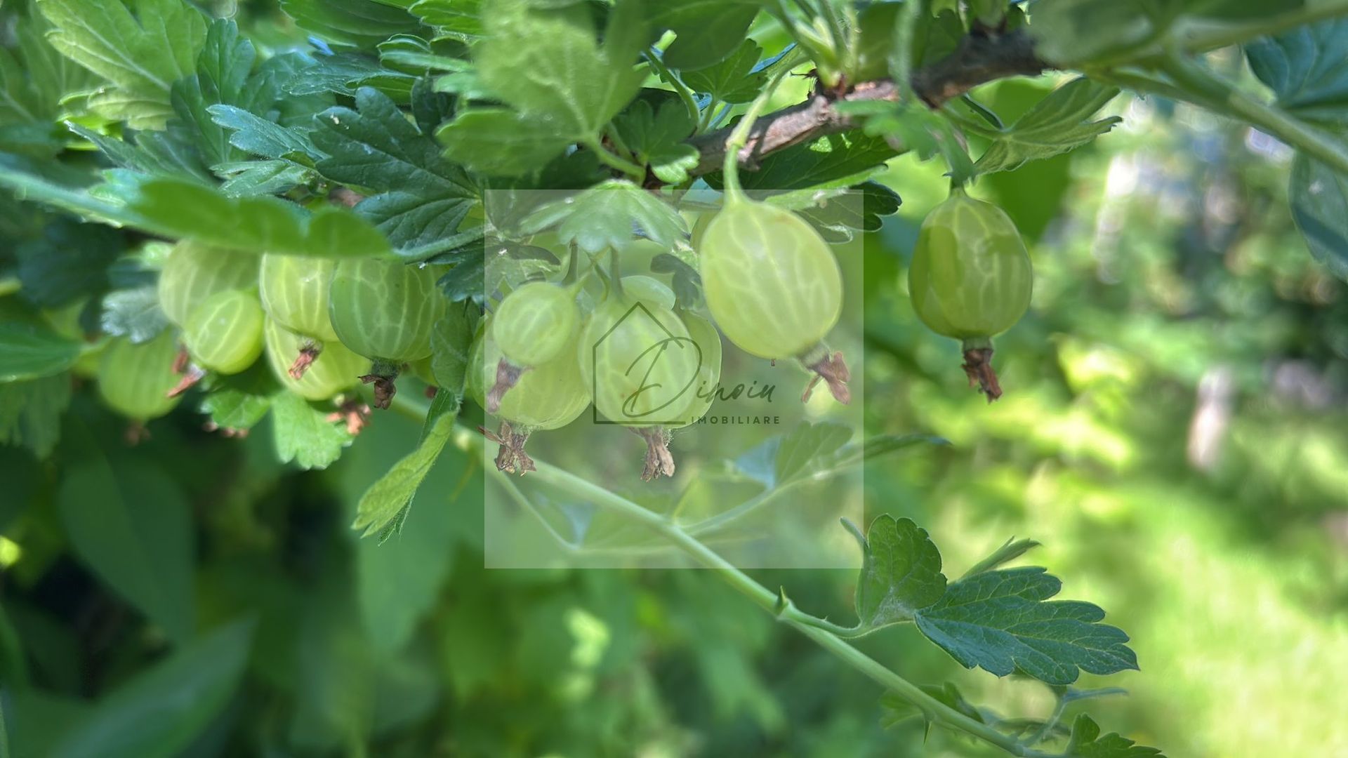 Vila de vanzare in Tunari I Gata de mutat I 4 camere I 5 parcari - Poză 47