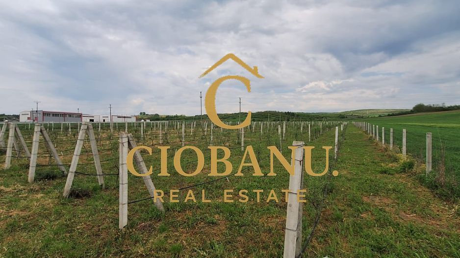 Teren intravilan cu PLANTATIE DE GOJII de vanzare in Racari - Poză 17