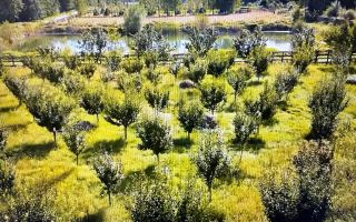 O proprietate de exceptie la Corbi, 18 ha, izvor, lac, pastravarie - Poză 5