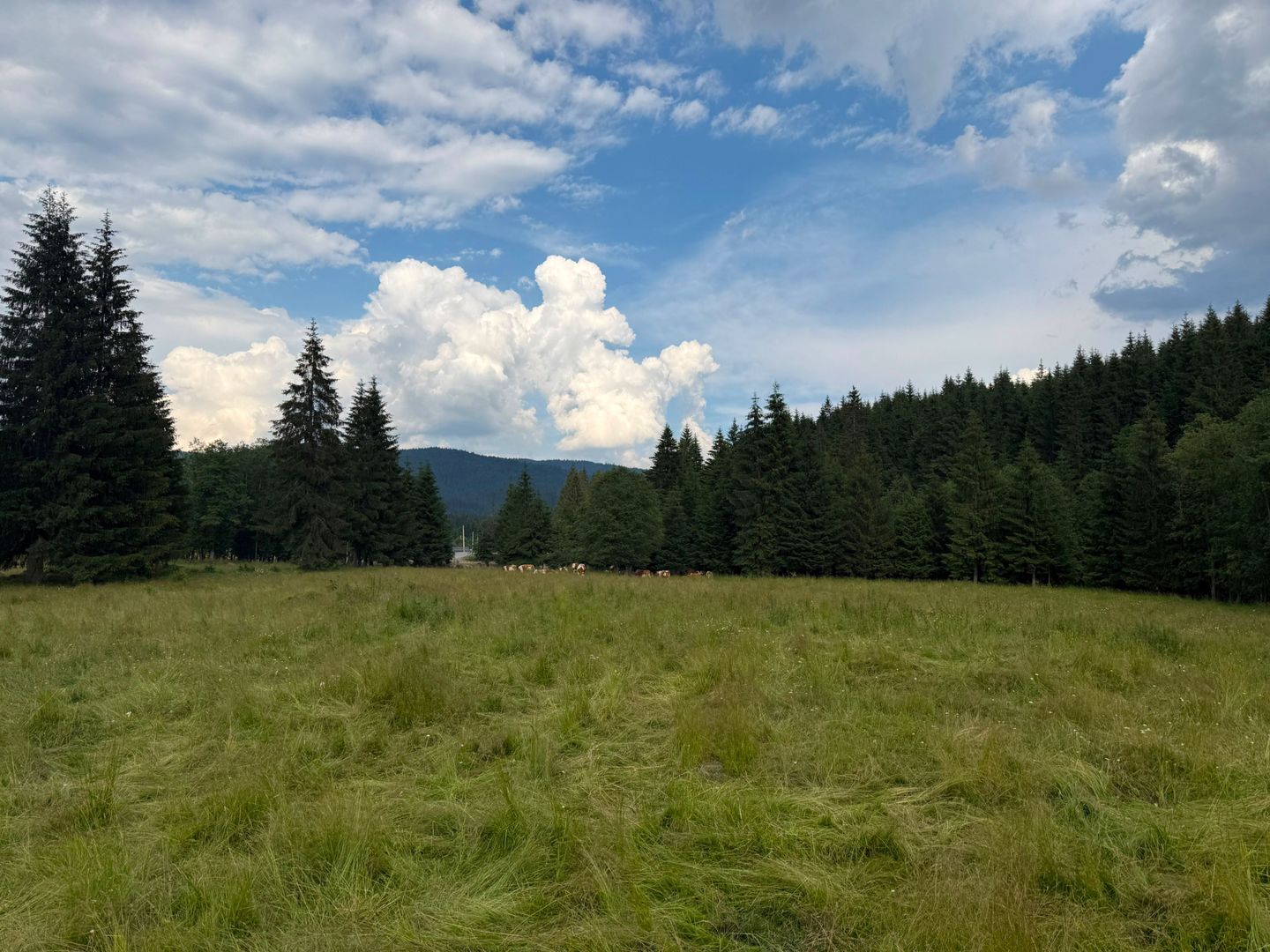 PARCELE DE VÂNZARE, pe malul râului BÂSCA, COMANDAU, COVASNA - Poză 9