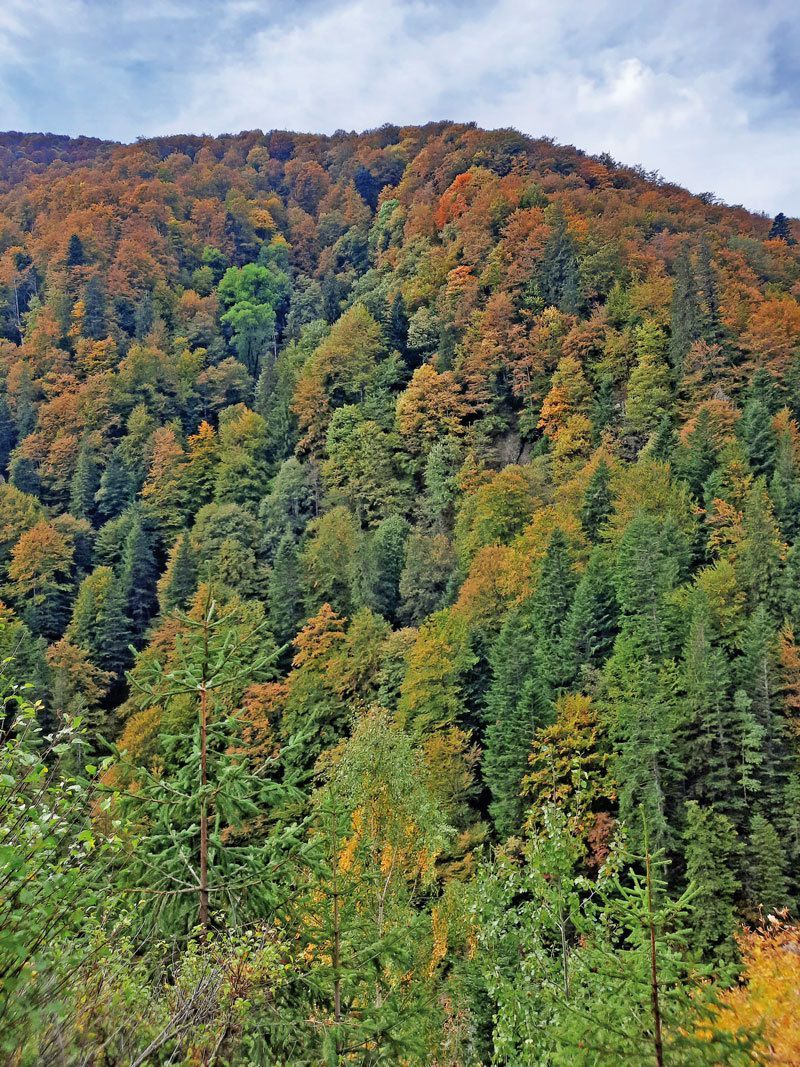 530 Ha pentru Reîmpădurire – Investiția Verde a Deceniului! - Poză 3