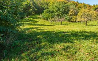 Teren | Intravilan | 2439 MPU | Fântânele - Poză 4