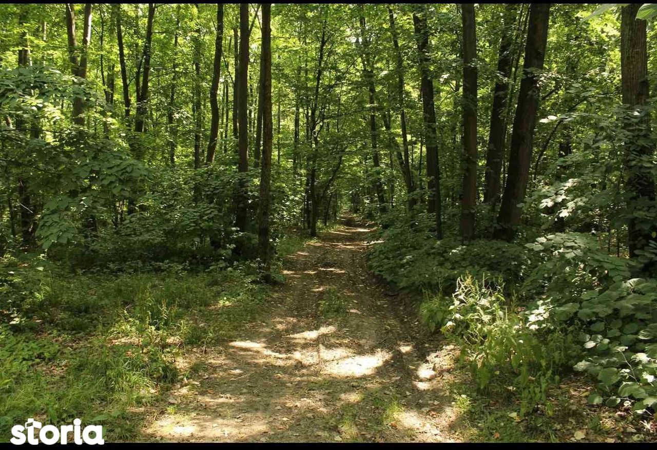 Teren intravilan de vânzare, 380.000 mp, langa pădure - Poză 3