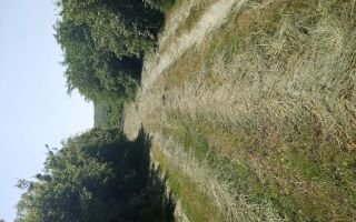 Teren intravilan 11.000 mp și casă 200 mp – Târgu Frumos - Poză 5