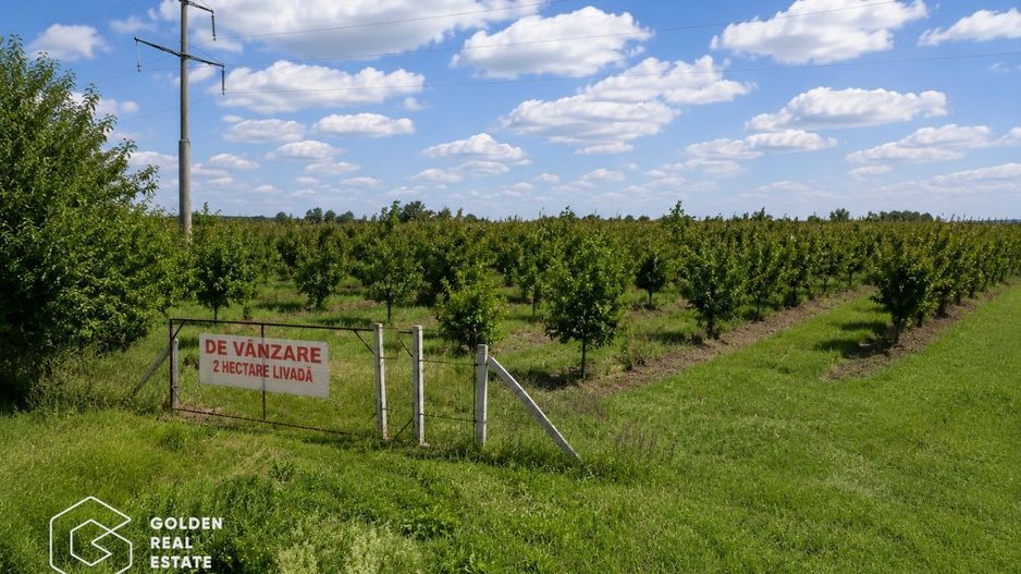 Teren livada nuci si caisi Deta - Poză 1