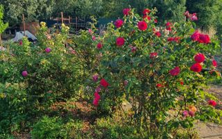 Teren 709mp utilitati asfalt Livezi, Podari, la 7,5 km de Craiova - Poză 2