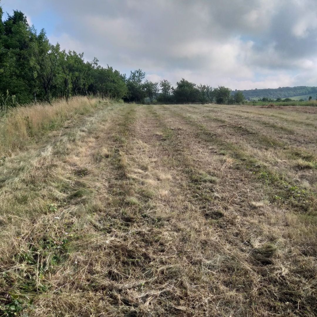 Teren Sasca Română-1079 mp - Poză 4