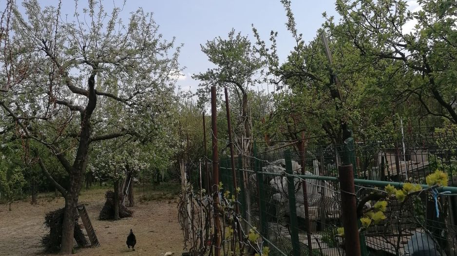 Ag EUROPA vinde casa 6 cam teren 11 ari în zona 14 Mai. - Poză 10