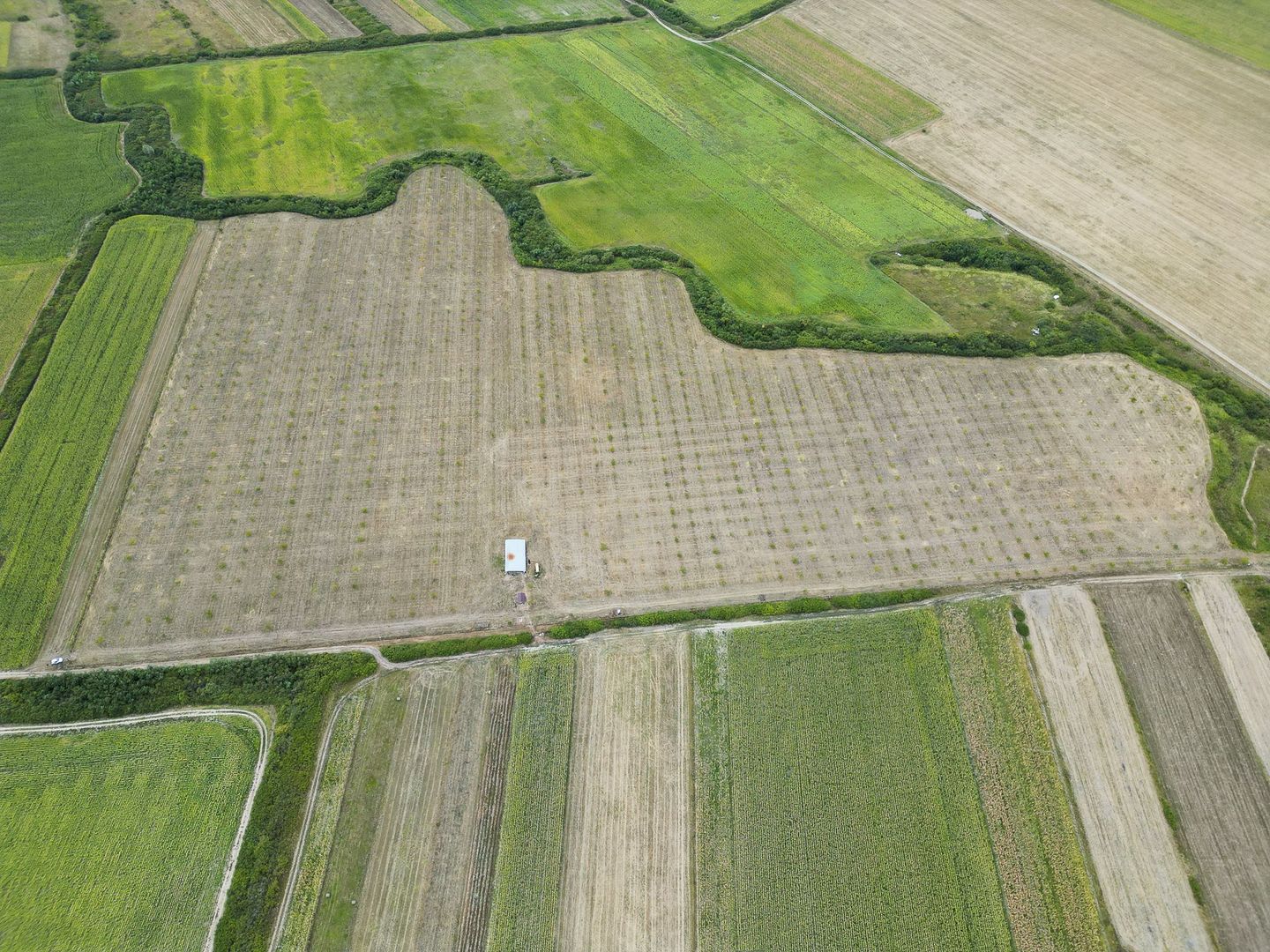 Livadă BIO de nuci de vânzare lângă Cermei - Poză 4