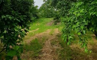 🏡 CASĂ BĂTRÂNEASCĂ + 1700 MP  TEREN  LA STRADA PRINCIPALĂ  – TUTORA, IAȘI 🌿 - Poză 3