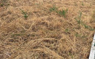 Teren 175 mp in Fratelia - Poză 2