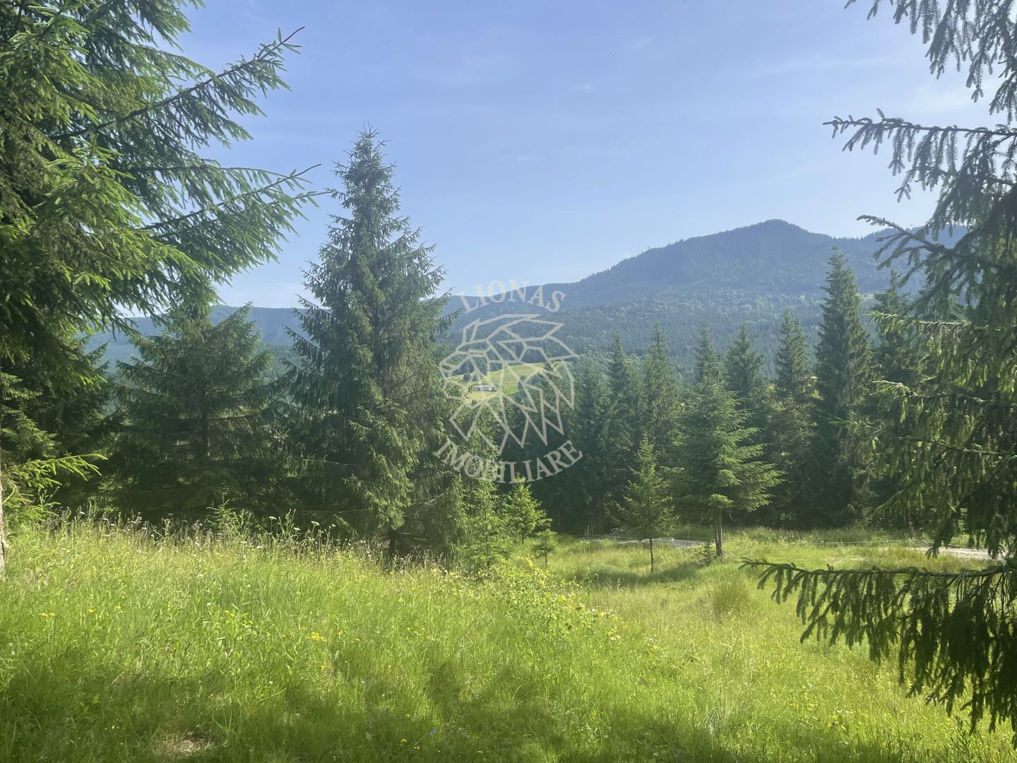 Teren intravilan 1000 mp cu utilitati-ideal cabana, pensiune-Colibita - Poză 3