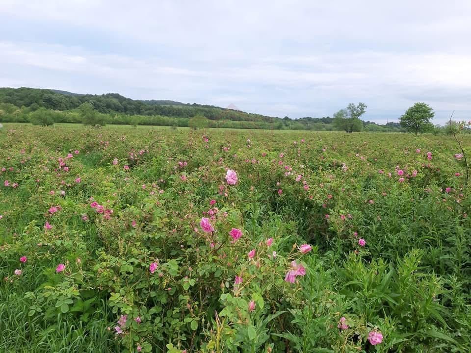 TEREN CU PLANTAȚIE DE TRANDAFIRI ,,ROSA DAMASCENA,\ \CARANSEBEȘ\JUD.CS - Poză 1