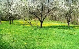 CASA DEMOLABILA + TEREN INTRAVILAN 3420 MP CAMPULUNG-MARCUS, - Poză 3