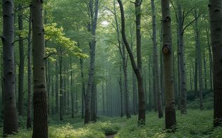 500 ha pădure de fag, Hunedoara – vechime 125 de ani - Poză 1