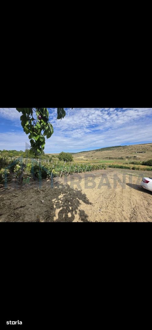 Teren extravilan parcelabil de 9.300 mp în Dorobanți/Aroneanu, aproape de Baza Nautică - Poză 5