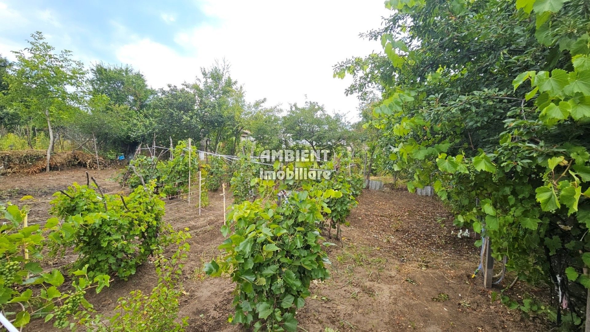 Casa traditionala in VASLUI, zona GURA BUSTEI, teren 500 mp; - Poză 8
