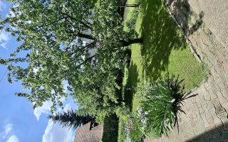 Casă de vânzare în Valea Lupului – poziție excelentă, grădină și potențial comercial - Poză 8