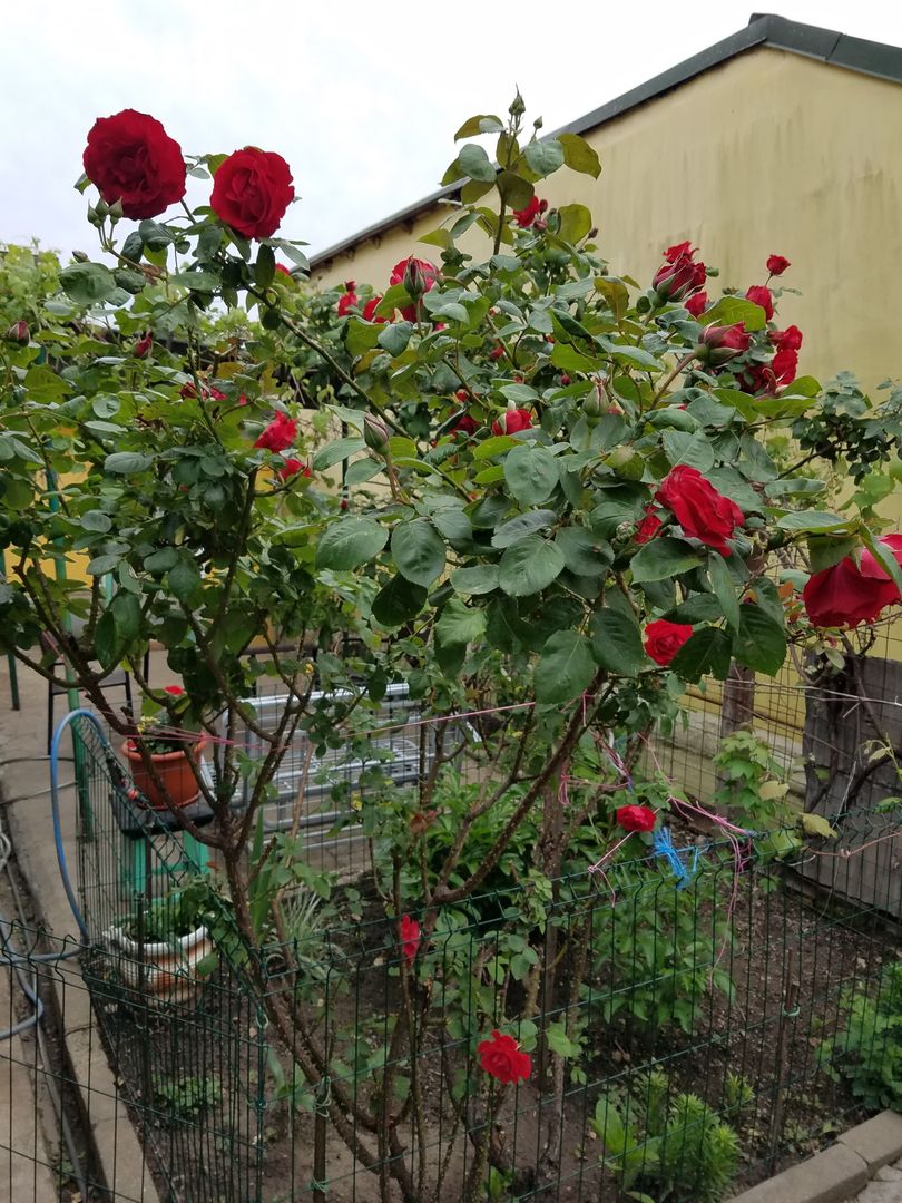 Casa cu teren zona Mărțișor langa parc Lumea Copiilor Brâncoveanu - Poză 4