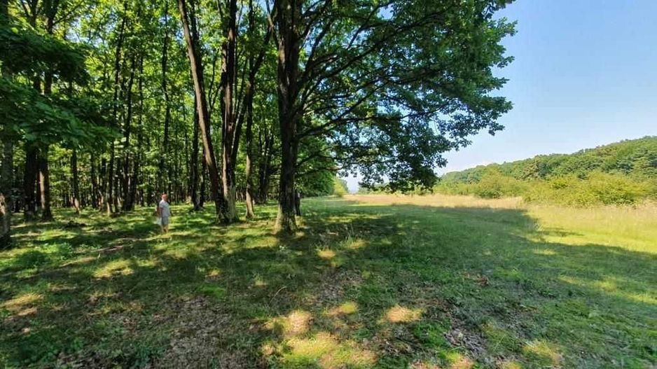 Padure stejar Prahova L328 - Poză 3