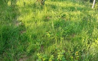 Teren intravilan de vânzare – Cisnădioara | 1.000 mp | Zona Apfelhaus - Poză 2