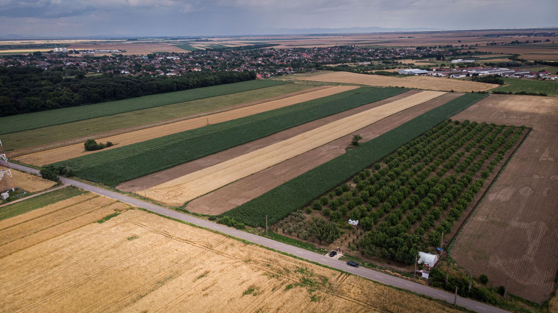 Livadă de nuci altoită și ecologică 2.5ha - Poză 3